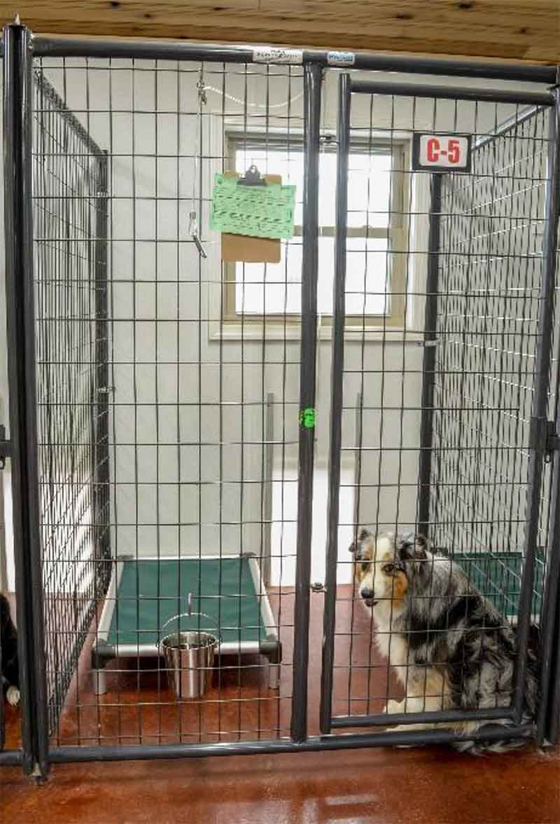 How to pick a pet boarding kennel, an insider's guide – Tin Woof Inn