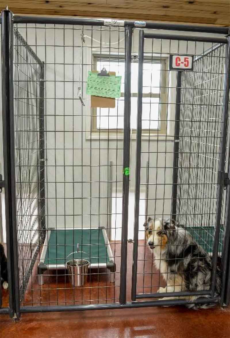 How Much Do Boarding Kennels Make