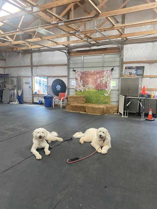 Tin Woof Inn – Canine Academy