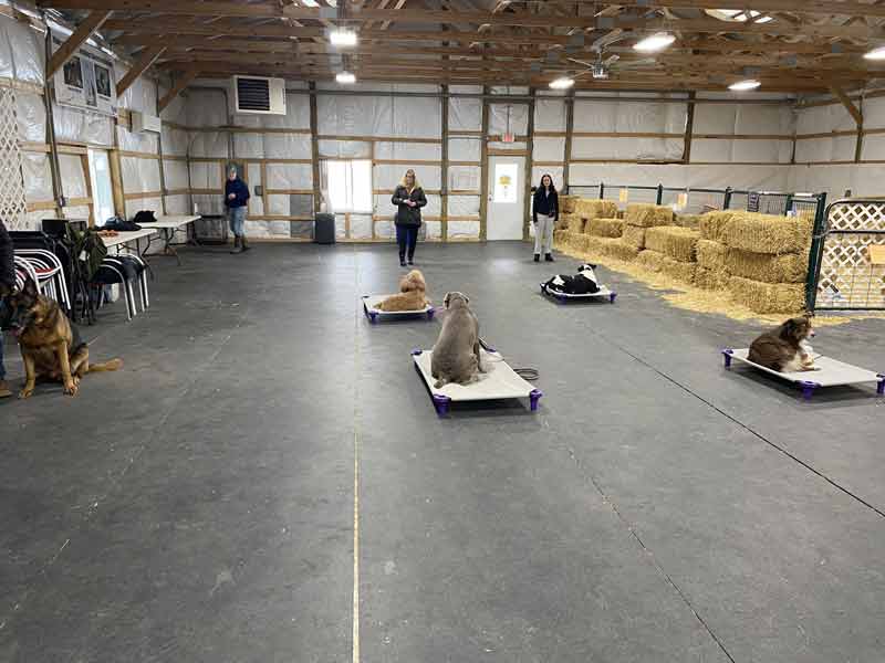 Tin Woof Inn – Canine Academy