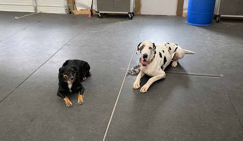 Tin Woof Inn – Canine Academy