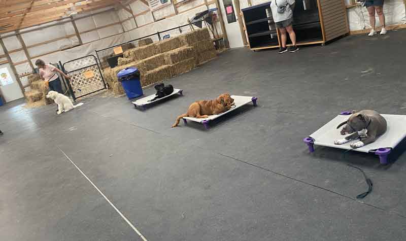 Tin Woof Inn – Canine Academy