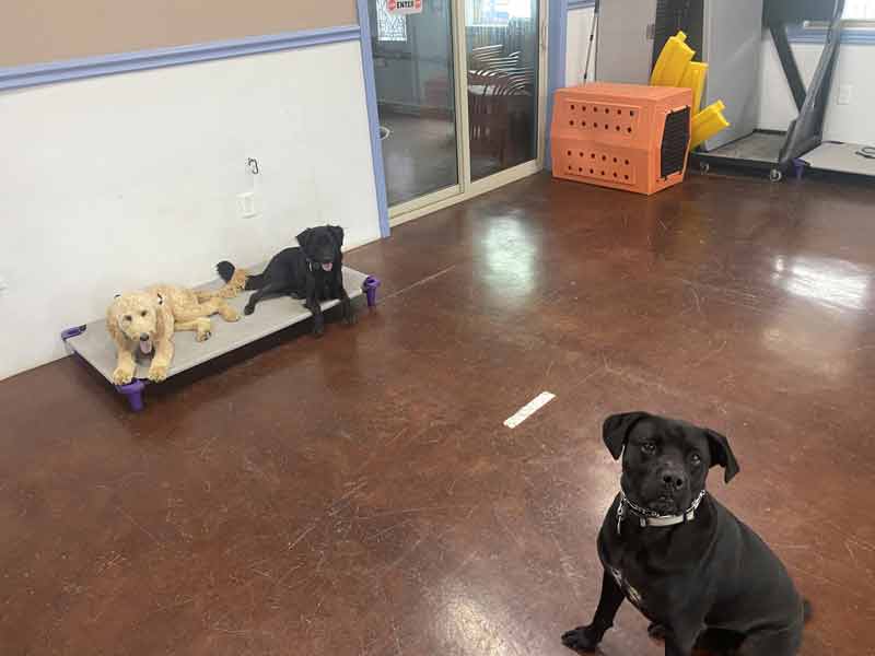 Tin Woof Inn – Canine Academy