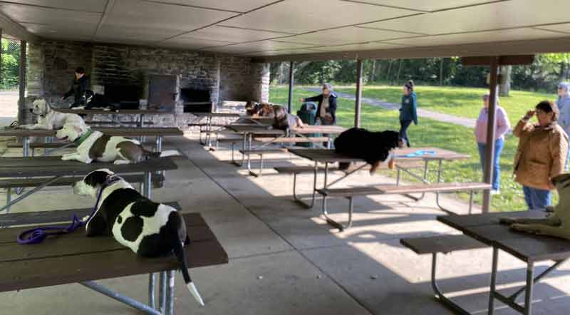 Tin Woof Inn – Canine Academy